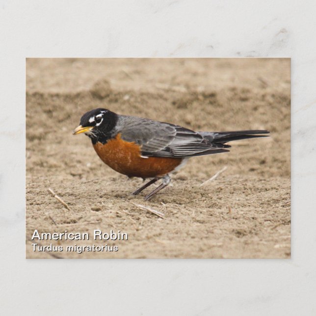 American Robin Postkarte (Vorderseite)