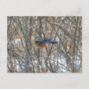 American Robin Postkarte