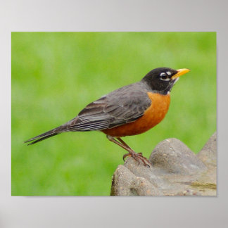 American Robin Print Poster