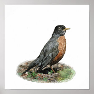 American Robin Prints & Posters Poster