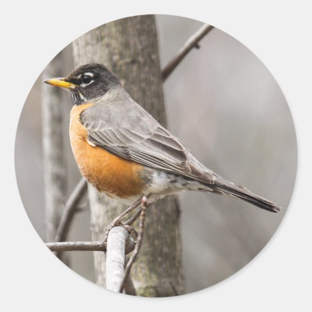American Robin Runder Aufkleber (Vorderseite)