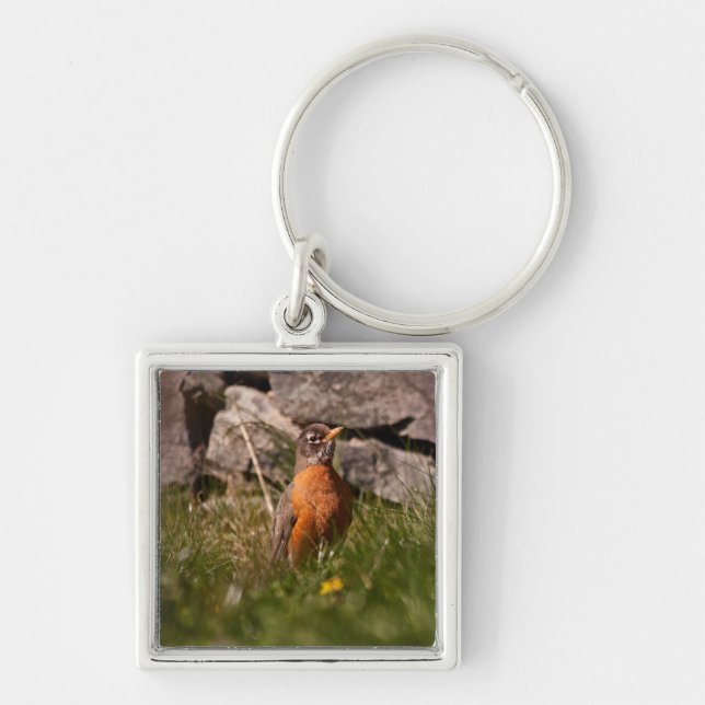 American Robin Schlüsselanhänger (Vorne)