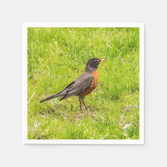 American Robin Serviette (Vorderseite)