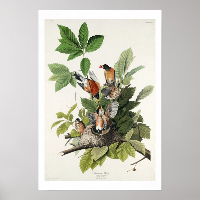 American Robin von Audubon Poster (Vorne)