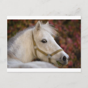 American Shetland Postkarte
