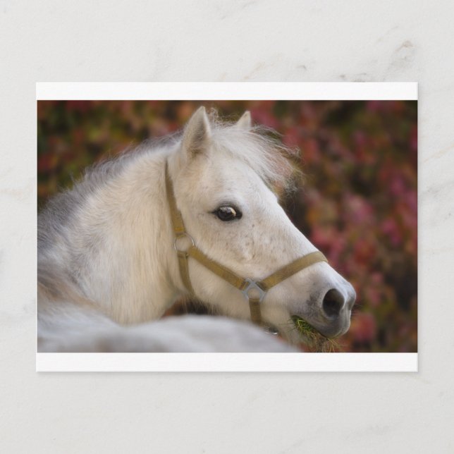 American Shetland Postkarte (Vorderseite)