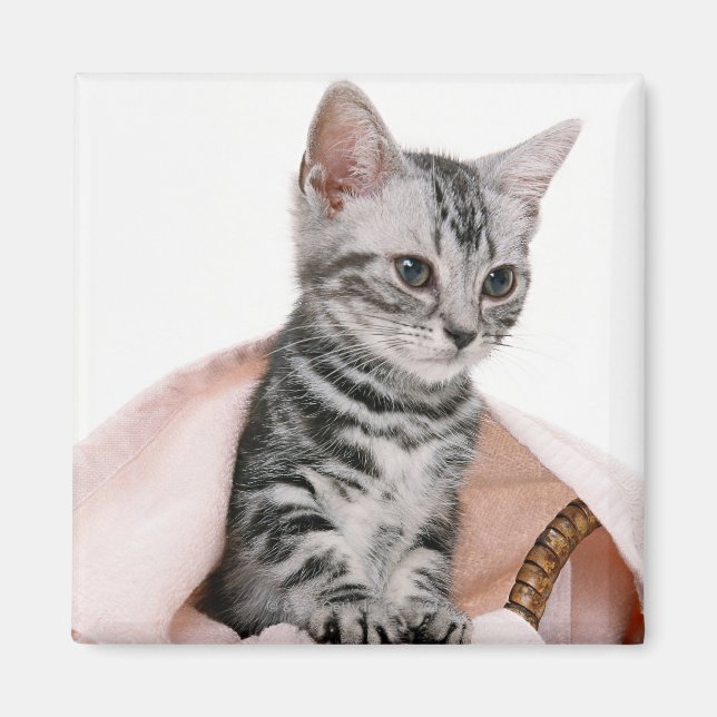 American Shorthair 2 Magnet (Vorne)