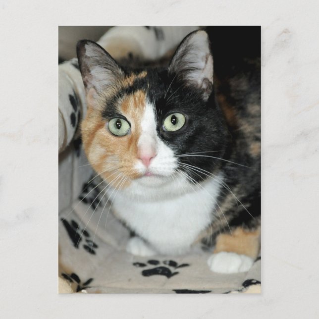 American Shorthair Calico Shelter Cat Postkarten (Vorderseite)