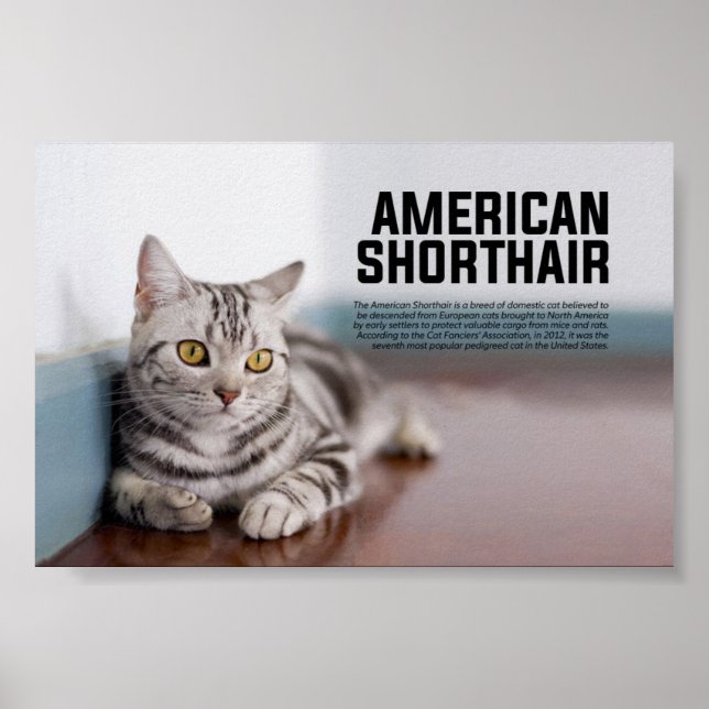 American Shorthair Cat Breed Poster (Vorne)