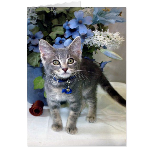 American Shorthair Kitten Jeder Anlass Cards (Vorne)