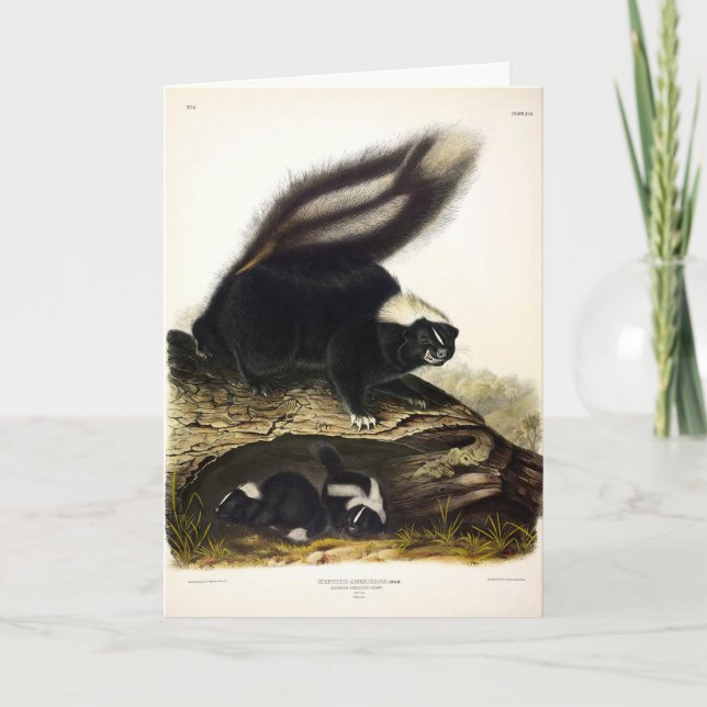 American Skunk oder Striped Skunk von Audubon Karte (Vorderseite)