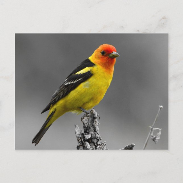 American Songbird Postcard Postkarte (Vorderseite)