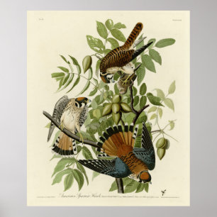 American Sparrow Hawk - Audubons Vögel in Amerika Poster