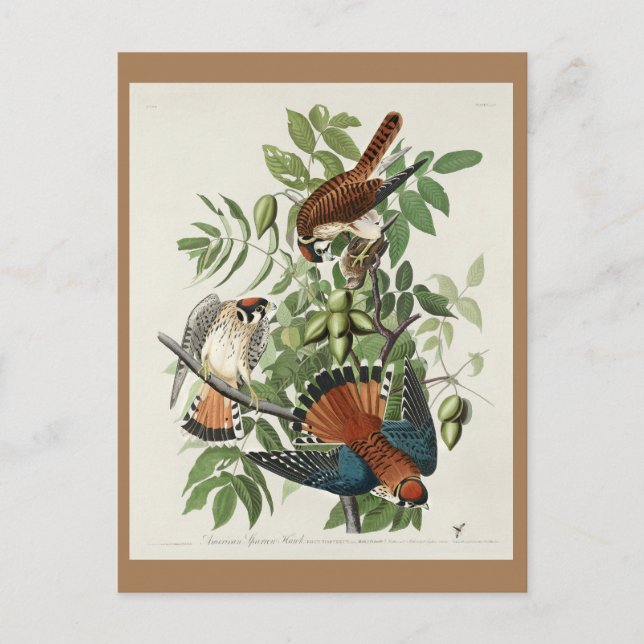 American Sparrow Hawk, Birds of America Postkarte (Vorderseite)