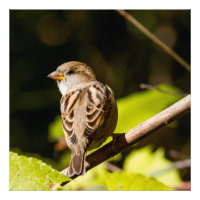 American Sparrow Photographie Carré Imprimer