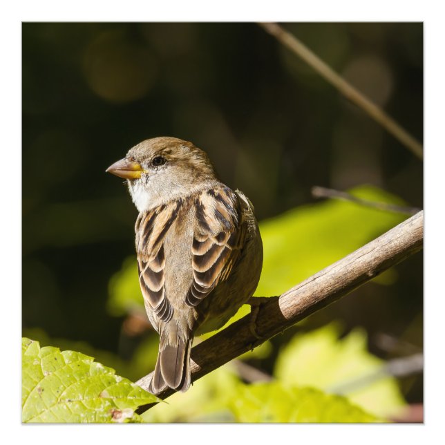 American Sparrow Photographie Carré Imprimer (Devant)