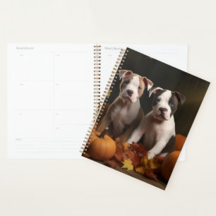American Staffordshire Puppy Automne Délice