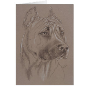 American Staffordshire Terrier