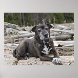 American Staffordshire Terrier - Fine Art Print Poster