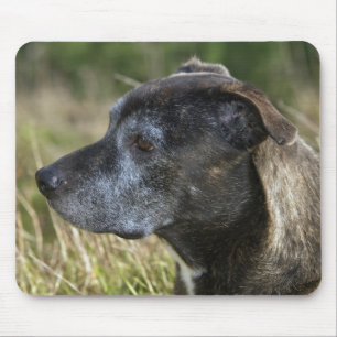 American Staffordshire Terrier Mouse Pad Mousepad