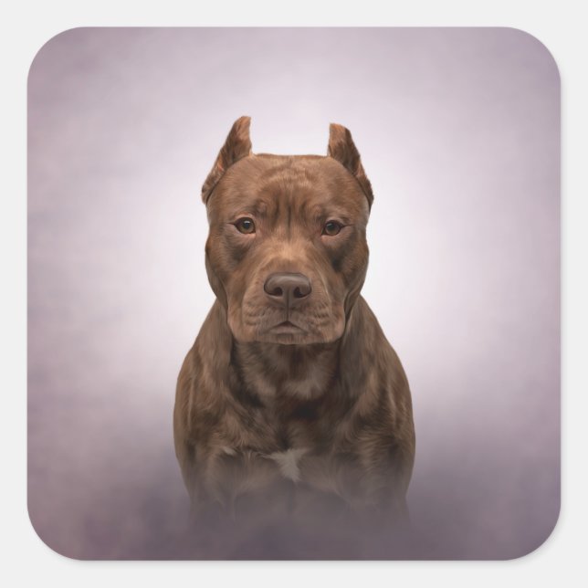 American Staffordshire Terrier Quadratischer Aufkleber (Vorderseite)