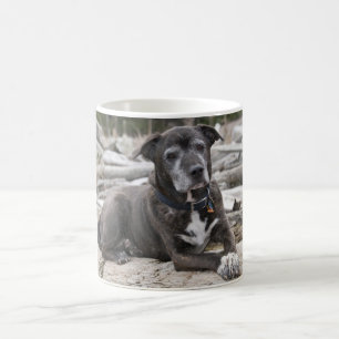 American Staffordshire Terrier - Tasse