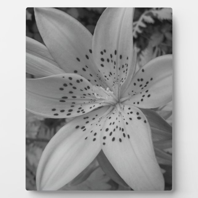 American Tiger Lily Fotoplatte (Vorderseite)
