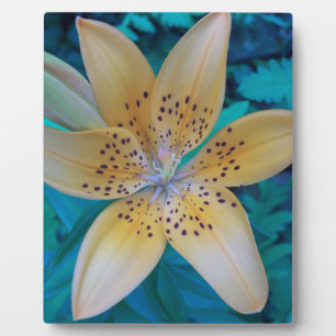 American Tiger Lily Fotoplatte