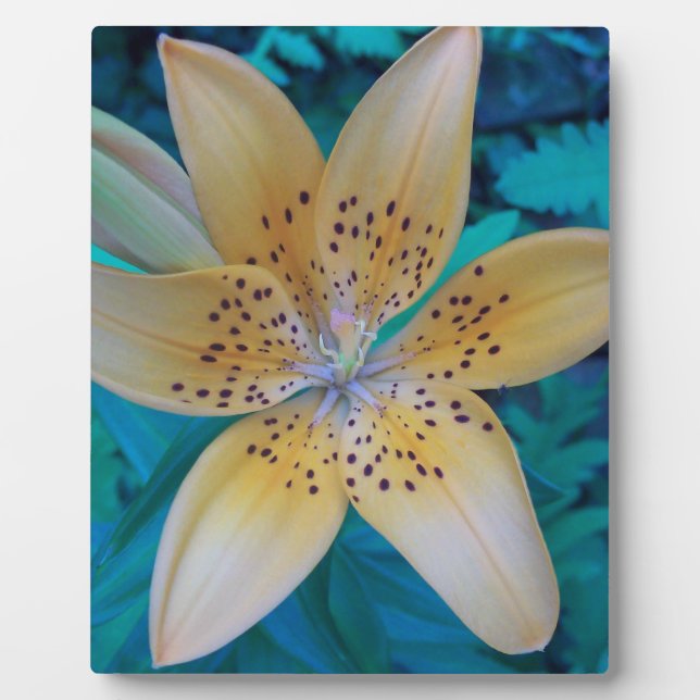 American Tiger Lily Fotoplatte (Vorderseite)