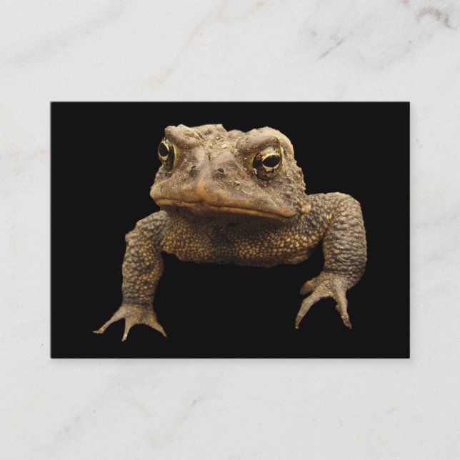 American Toad ATC Visitenkarte (Vorderseite)