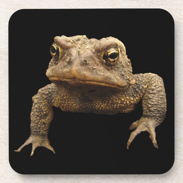 American Toad Getränkeuntersetzer (Vorderseite)