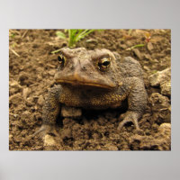 American Toad