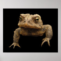 American Toad