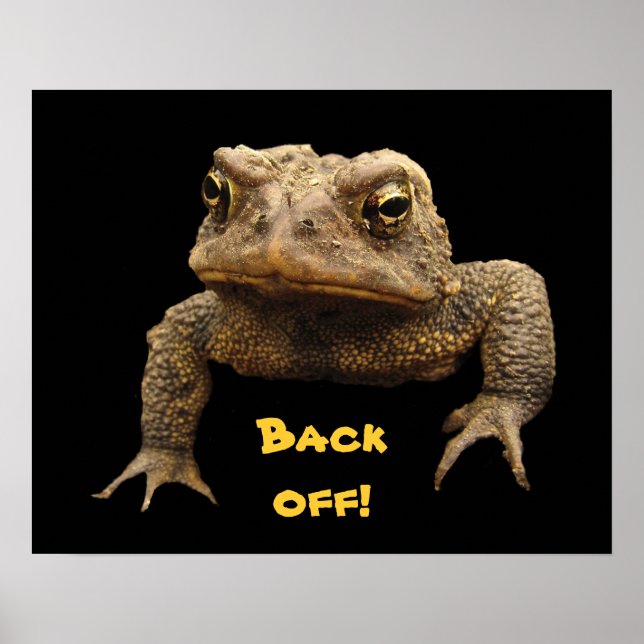 American Toad Poster (Vorne)