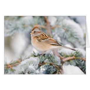 American Tree Sparrow im Winter