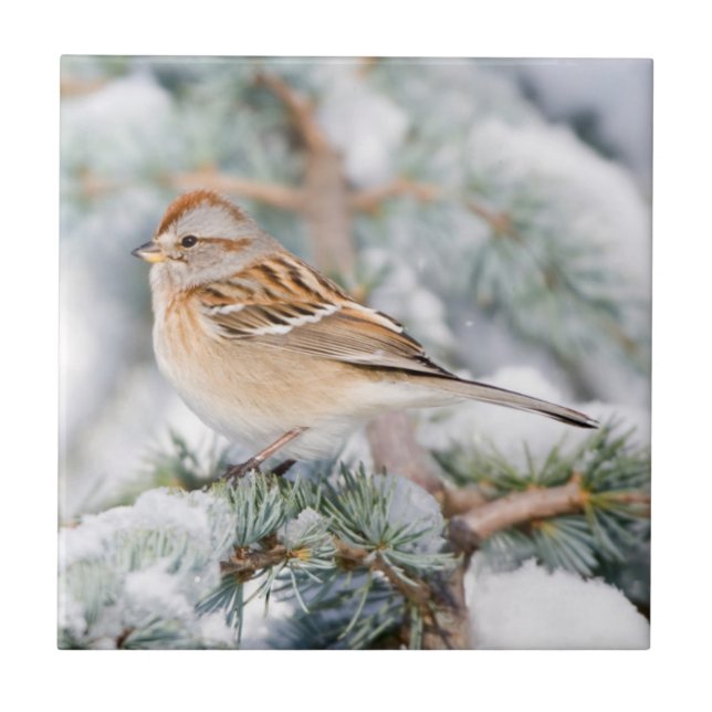 American Tree Sparrow im Winter Fliese (Vorderseite)