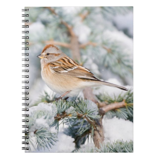 American Tree Sparrow im Winter Notizblock (Vorderseite)