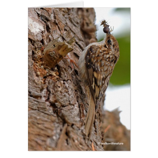 American Treecreeper mit Bug (Vorne)