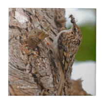 American Treecreeper mit Bug