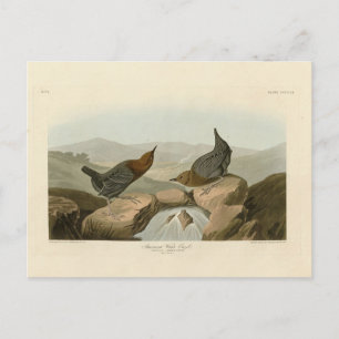 American Water Ouzel - Audubons Vögel in Amerika Postkarte