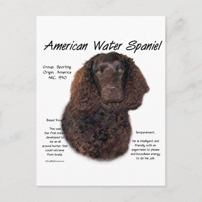 American Water Spanel History Postkarte (Vorderseite)