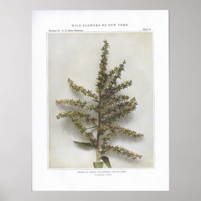 American White Hellebore, Indian Poke Poster (Vorne)
