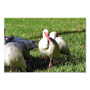 American White Ibis Fotodruck