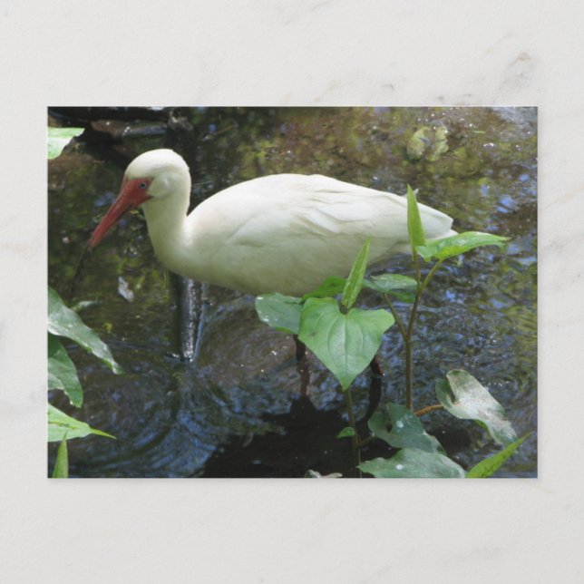 American White Ibis Postkarte (Vorderseite)