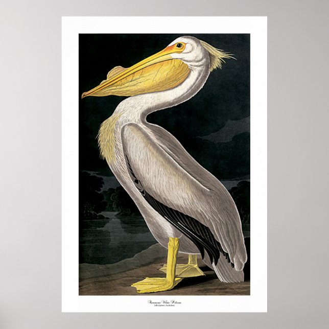 American White Pelican by John James Audubon Poster (Vorne)
