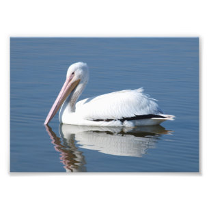 American White Pelican Fotodruck