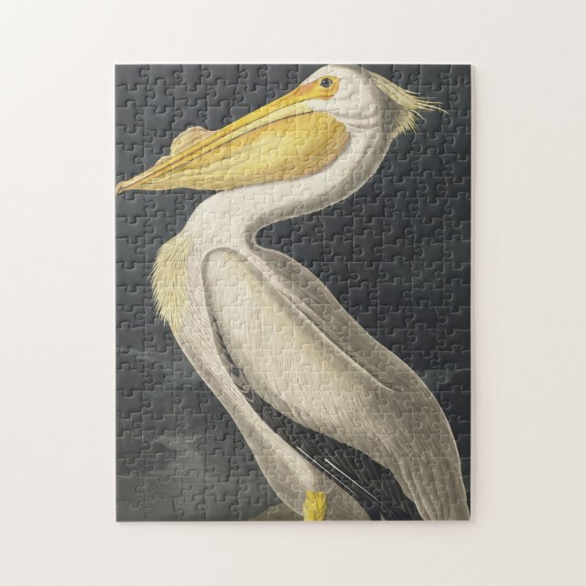American White Pelican from Birds of America (Vertikal)