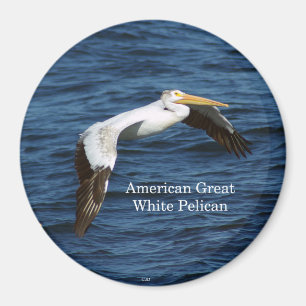 American White Pelican Magnet