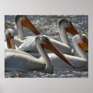 American White Pelican Nature Fotografy Poster