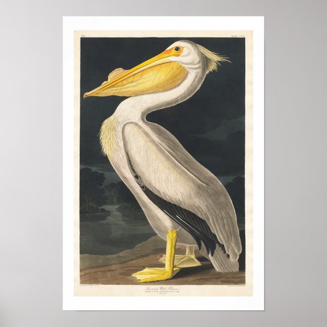 American White Pelican par Audubon Poster (Devant)
